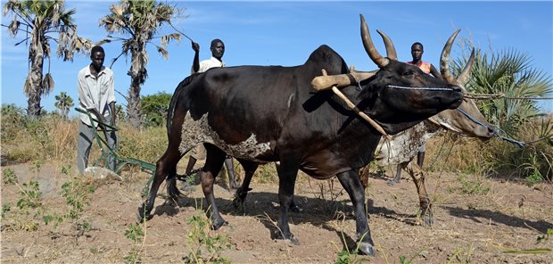 Corona ist „Brandbeschleuniger“ für Hunger weltweit Bauern im Südsudan beackern ihr Land mit einem Pflug, den sie von der Organisation Welthungerhilfe bekommen haben.