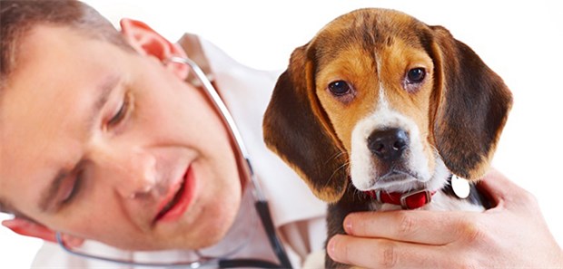 Hund erschnüffelt Krebs an Damenbinden Beagle zählen zu den Hundesrassen mit einem besonders guten Geruchssinn. Dieser lässt sich offenabr nicht nur zum Erspüren von Drogen, sondern auch Krebserkrankungen nutzen.