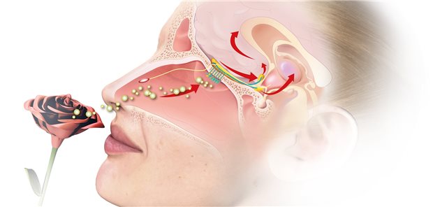 Bei COVID-19 werden Stützzellen des Riechepithels durch Anhaften von SARS-CoV-2 geschädigt, Riechzellen werden sekundär beeinträchtigt. Ein Riechtraining mit starken Düften kann helfen das Nachwachsen der Zellen zu beschleunigen.