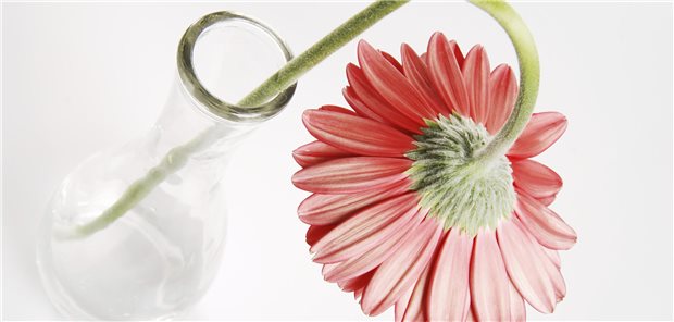 Herunterhängende Blume