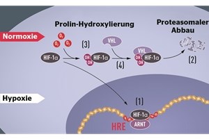 Wie Zellen mit Sauerstoffmangel leben können Bei Hypoxie wird HIF-1 vor Abbau geschützt und akkumuliert im Zellkern, wo es zusammen mit dem Transkriptionsfaktor ARNT an eine spezifische DNASequenz (HRE) bindet. Bei Normoxie wird HIF-1 schnell vom Proteasom abgebaut (2). Der Prozess wird vom Sauerstoff über die Hydroxylierung von HIF-1 reguliert. Das VHL-Protein kann daraufhin einen Komplex mit HIF-1 bilden, was zum Abbau im Proteasom führt. Nobel Committee /Mattias Karlén