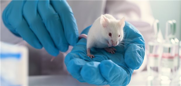 Bei Labormäusen induzierte der neuartige Impfstoff eine lokale und systemische Immunität.