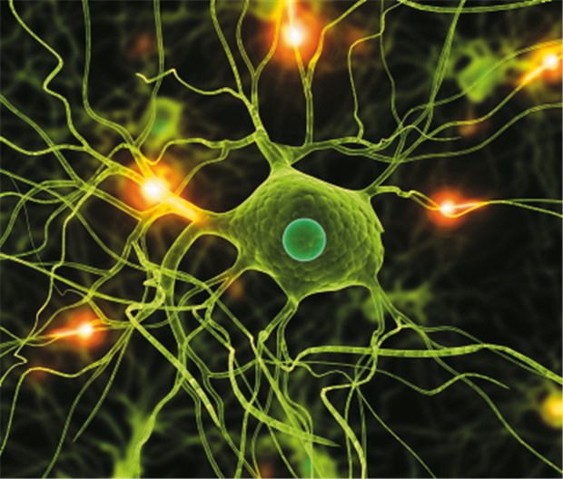 Insulinresistenz begünstigt offenbar auch die Entstehung einer Alzheimer-Demenz Bei M. Alzheimer wird das Insulinsignal intrazellulär offenbar nicht korrekt weitergeleitet.