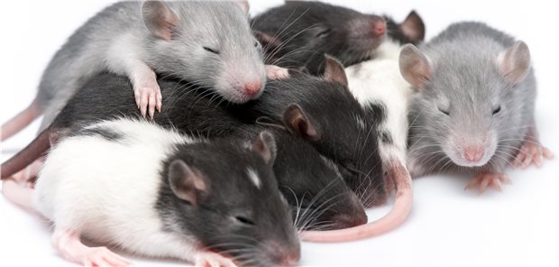 Unruhiger Schlaf beeinflusst Essverhalten Bei Mäusen hatte eine veränderte Aktivität im Hypothalamus während des REM-Schlafs Einfluss auf das Essverhalten der Tiere.
