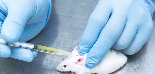 Eine mRNA-Vakzine gegen Multiple Sklerose? Bei Mäusen mit einer der Multiplen Sklerose ähnlichen Erkrankung klappts: Die Injektion einer bestimmten mRNA kann den Krankheitsverlauf mildern.