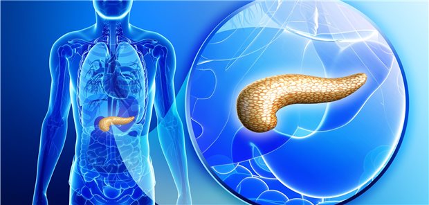 Computerillustration: Pankreas hell hervorgehoben und vergrößert in einer Person.