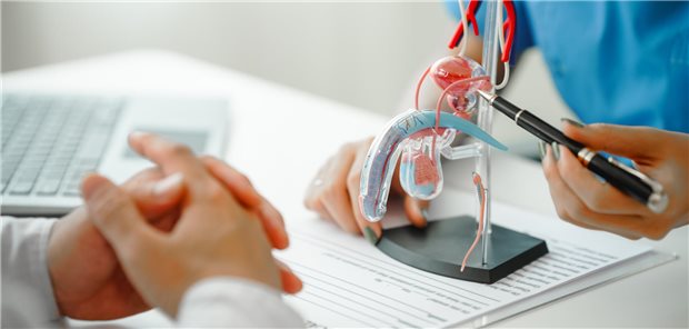 Ein Arzt zeigt einem Patienten ein Modell der Prostata und umliegenden Organen.