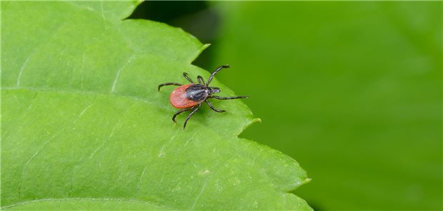 Zecke auf Blatt