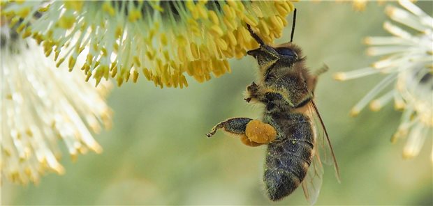 Eine Biene nähert sich einer Blüte mit vielen, gelben Stuabblättern. Pollen haften an ihren Beinen.