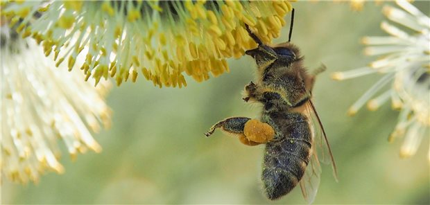 Die herausfordernde Arbeit der Bienenärzte Eine Biene nähert sich einer Blüte mit vielen, gelben Stuabblättern. Pollen haften an ihren Beinen.