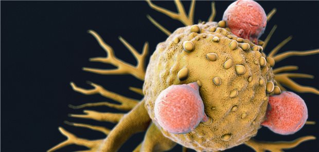 26 CAR-T-Zentren und bisher weniger Patienten als erwartet Bei der CAR-T-Zelltherapie werden Krebszellen (gelb) mittels gentechnisch veränderten T-Zellen (rot) abgetötet.