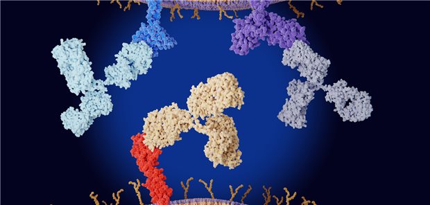 Bei der Immuncheckpoint-Therapie inhibieren Antikörper entweder den PD-L1 (rot), dessen Rezeptor (PD-1, blau) oder CTLA-4 (lila).