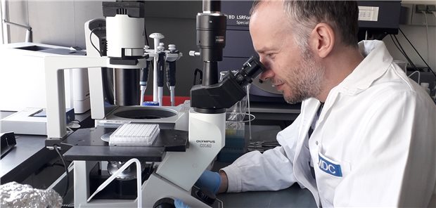 Bei der Transkriptomanalyse kontrolliert Alexander Mildner Monozyten unter dem Mikroskop.