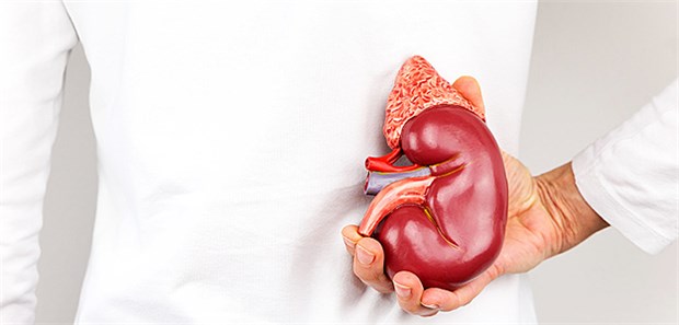Wie Nierenkranke ihre Erkrankung bremsen können Bei einer chronischen Nierenerkrankung ist vegetarische Kost zu befürworten, Phosphatquellen sind zu meiden, und: "Trinkpflicht" ist out, so ein Nephrologe.