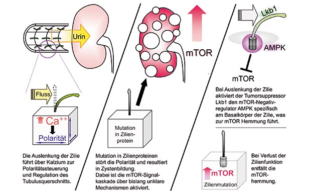 Bei polyzystischer Nierenerkrankung sind Zilien auf den Zellen Tubulusepithelien gestört.