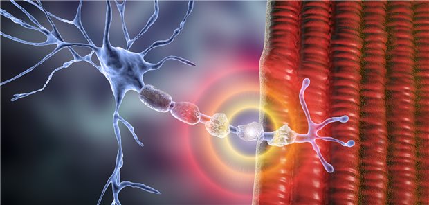 Mysteriöse Häufung von Guillain-Barré-Syndrom in Peru Beim Guillain-Barré-Syndrom werden die Myelinscheiden der Motorneuronen geschädigt.