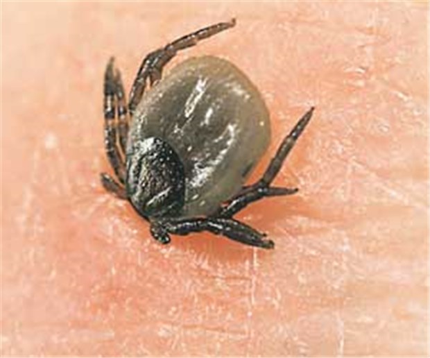 Mit einem Pflaster gegen Borreliose Beim Stich kann eine Zecke Borrelien übertragen.