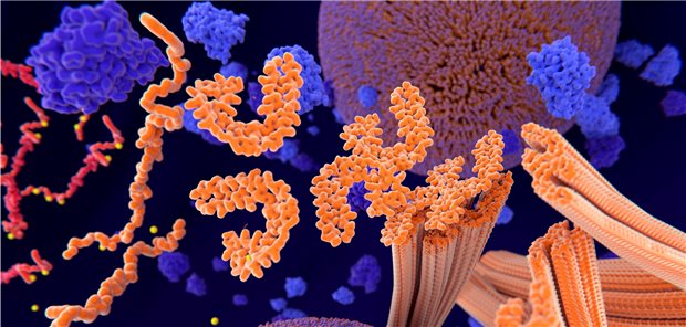 Strukturanalyse von Tauprotein ermöglicht präzise Diagnostik Beim Tau-Protein gibt es offenbar sehr spezifische Konformationen der beteiligten Proteine, welche den Phänotyp beeinflussen.