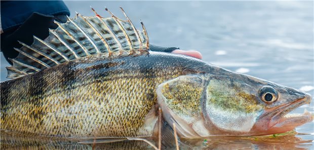 Beispielbild eines Zanders. Der spitze, kräftige Stachelstrahl der Rückenflosse ist gut zu sehen.