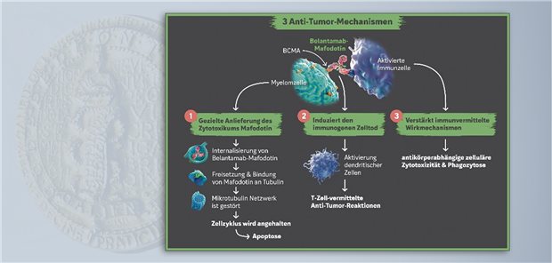 Wirkmechanismus: Belantamab-Mafodotin führt über unterschiedliche antitumorale Wirkmechanismen direkt zur Hemmung der Proliferation und Apoptose von Myelomzellen und indirekt über immunvermittelte Mechanismen zu deren Untergang.