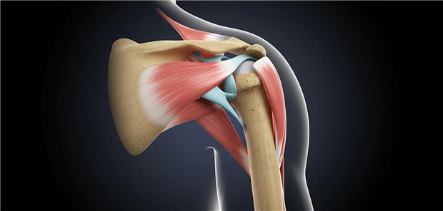 Dreidimensionale gerenderte anatomische Darstellung einer menschlichen Schulter mit Hervorhebung der Muskeln und Knochen.