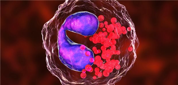 Benralizumab bewirkt neben der Hemmung der IL-5-Signalweges durch Antikörper-abhängige, zellvermittelte Zytotoxizität auch eine Apoptose eosinophiler Granulozyten. Die mittlere Eosinophilenzahlen sanken in der Studie unter Benralizumab von 306   225/µl auf 32,4   40,8/µl und unter Mepolizumab von 384,9   563,6/µl auf 71,8   54,4/µl zu Woche 52.