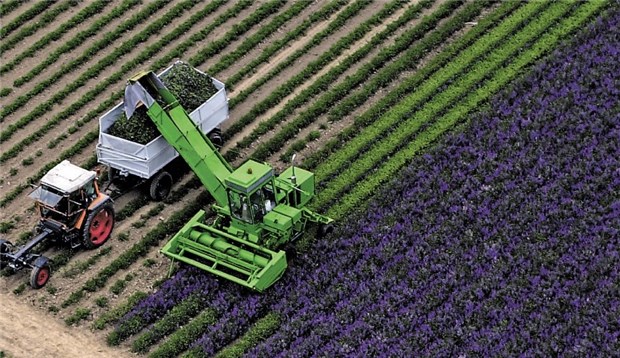 "Die Krone der Heilpflanzen" Bereits im Mai startet die Salbeisaison mit dem Abernten der lilafarbenen Blüten. Dazu werden Spezialmaschinen wie bei der Lavendelernte in Frankreich genutzt. Zurück bleiben die grünen Blätter bis zu deren Ernte im September.
