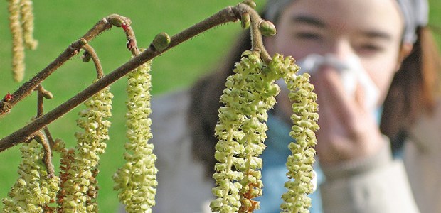 Allergie-Alarm immer früher und länger Bereits seit Januar blühen Hasel und Erle, nun folgen die Birken.