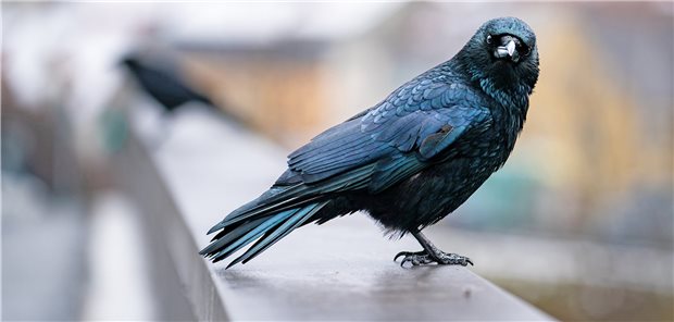 Gehirn-Op an NABU-Krähen führt zu Streit eine Krähe schaut in die Kamera