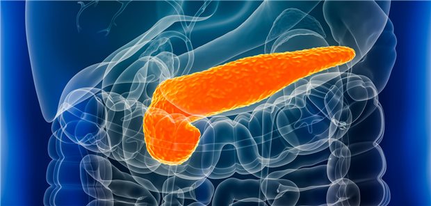 Dreidimensionale gerenderte Nahaufnahme der Bauchspeicheldrüse mit männlichen Körperkonturen.