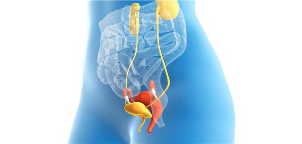 Frauen, die als Kind an Krebs erkrankten, haben einer aktuellen Studie zufolge ein erhöhtes Risiko, Jahre später ein Malignom in diesen Organen zu entwickeln.