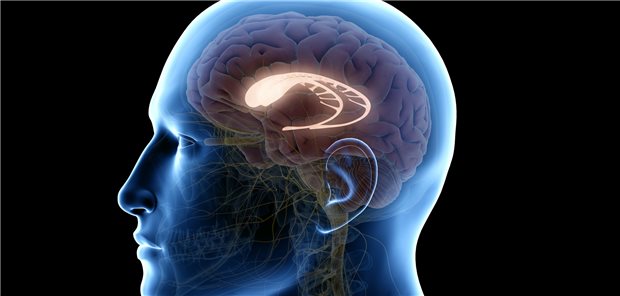 Besonders betroffen ist bei Chorea Huntington der Nucleus caudatus.