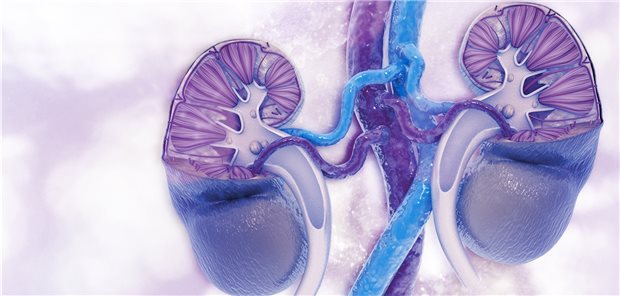 Besteht Gefahr für ein Nierenversagen? Mit der neuen Methode könnten Kinder mit hohem Risiko früh erkannt und rechtzeitig Maßnahmen ergriffen werden.