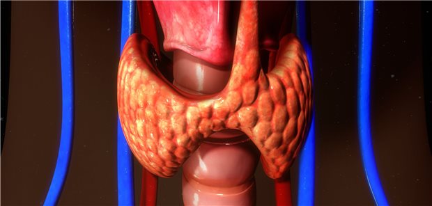 Schilddrüsenknoten sind meist unbedenklich Besteht eine Indikation zur Schilddrüsen-Operation, wird heutzutage nicht mehr das ganze Organ entfernt.