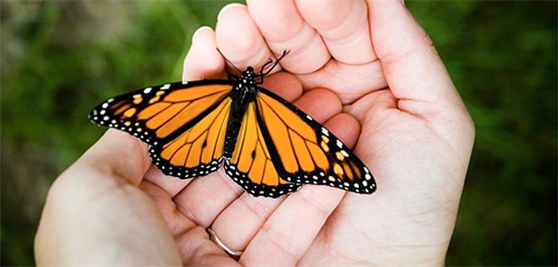 Forscher ersetzen fast komplette Haut eines Kindes Betroffene mit Schmetterlingskrankheit haben sehr zarte Haut, eben wie die eines Schmetterlings.