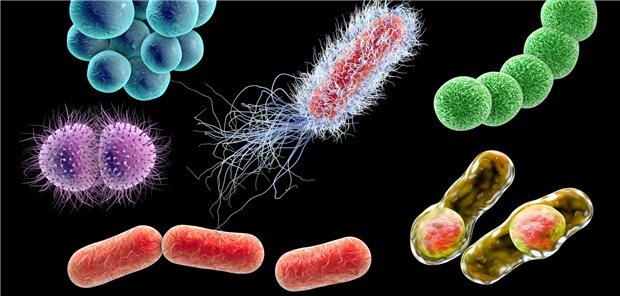 Dreidimensionale Illustration von Bakterien wie Staphylokokken, Streptokokken, Neisseria, Clostridium, etc. auf schwarzem Hintergrund.