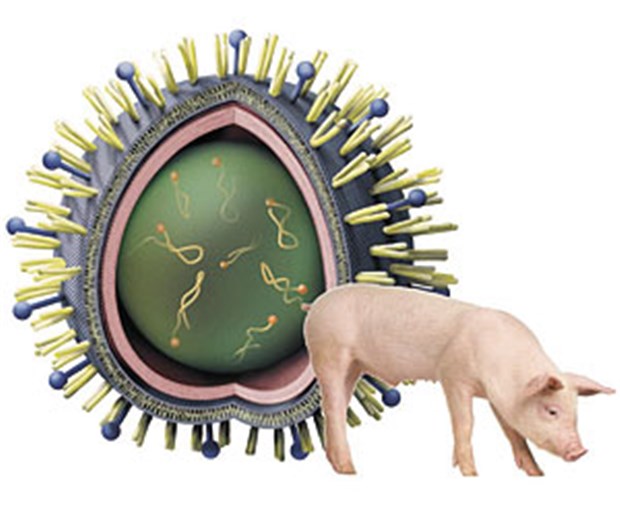 Schweinegrippe - weiter aufmerksam bleiben! Schweinegrippe - weiter aufmerksam bleiben!