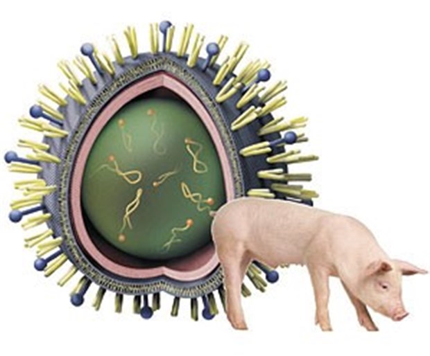 Resistenzen bei Schweinegrippe bisher kein Problem Resistenzen bei Schweinegrippe bisher kein Problem