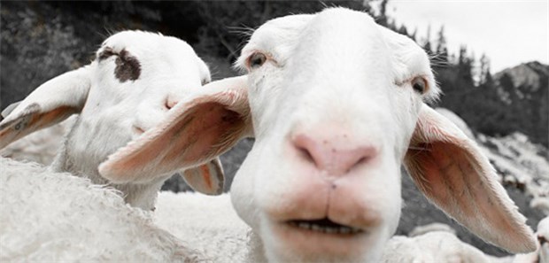FSME durch Schafskäse übertragen FSME durch Schafskäse übertragen
