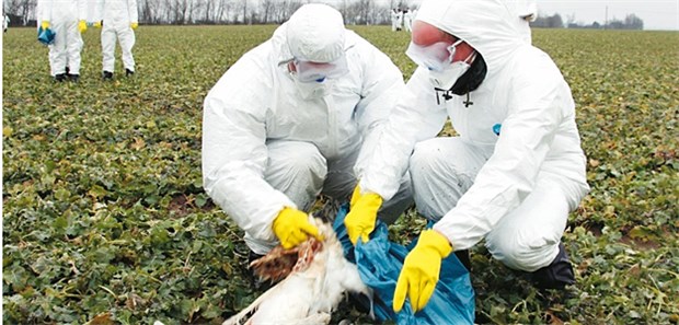 Vogelgrippe breitet sich weiter aus Vogelgrippe breitet sich weiter aus