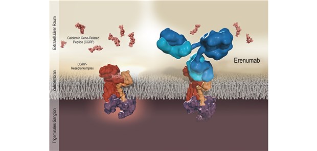 Aimovig® – erster CGRP-Rezeptor-Blocker für die Migräneprophylaxe Aimovig® – erster CGRP-Rezeptor-Blocker für die Migräneprophylaxe