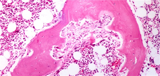 Partner in der Immunologie für mehr Lebensqualität Partner in der Immunologie für mehr Lebensqualität