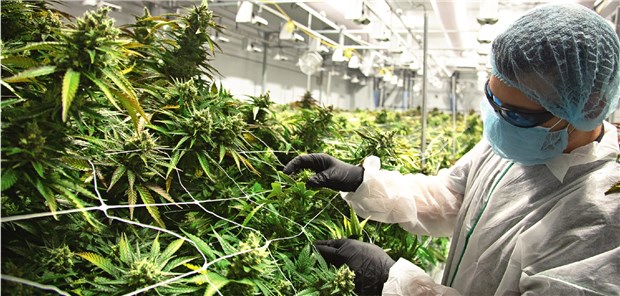 Mit Medizinalcannabis behandeln – Transparenz und hochwertige Versorgung Mit Medizinalcannabis behandeln – Transparenz und hochwertige Versorgung