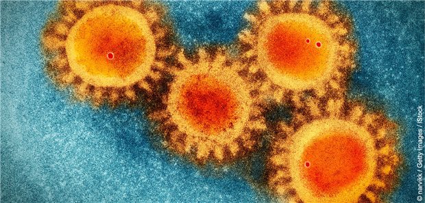 Eingefärbte Corona-Viren unter dem Elektronenmikroskop.