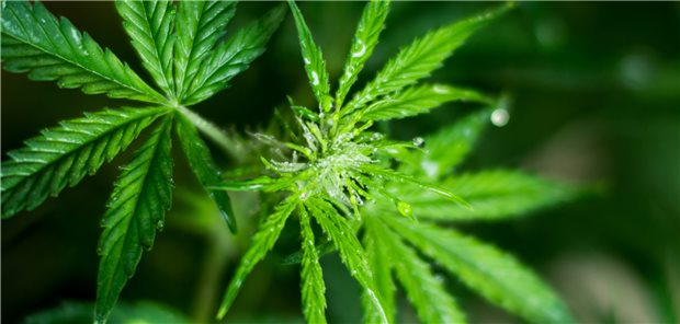 Vollspektrum-Cannabisextrakte und Cannabisblüten individuell einsetzen