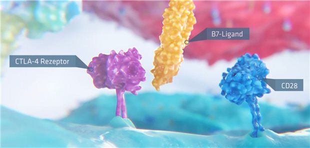 Checkpoint-Inhibitoren in der Onkologie – so wirken sie