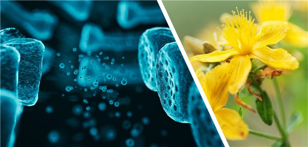 Johanniskraut kann mehr als bisher angenommen 