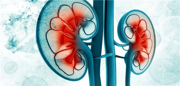 Neue Wege zum Schutz von Niere und Herz Neue Wege zum Schutz von Niere und Herz