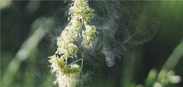 Bepanthen® Augen- und Nasensalbe bildet Schutzschicht gegen Pollen