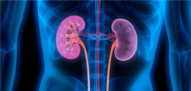 Subgruppenanalysen der Studie DAPA-CKD zum Einfluss von Alter, Geschlecht und Gebrechlichkeit auf di
